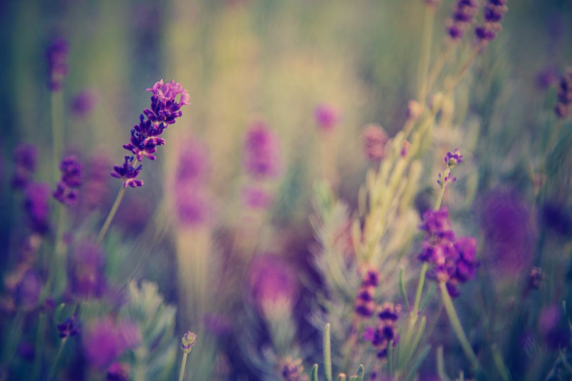 Benefits of Alfalfa for Breastfeeding Mothers - Legendairy Milk