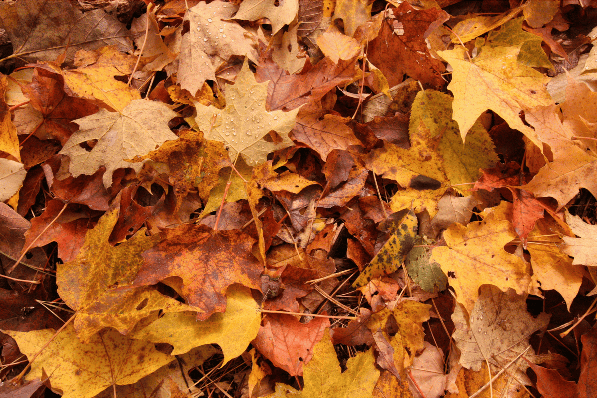 fall leaves