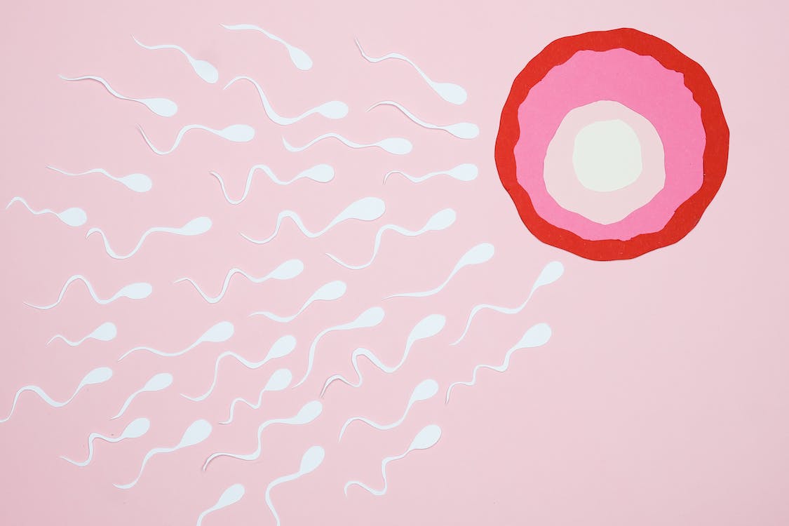 Fertility