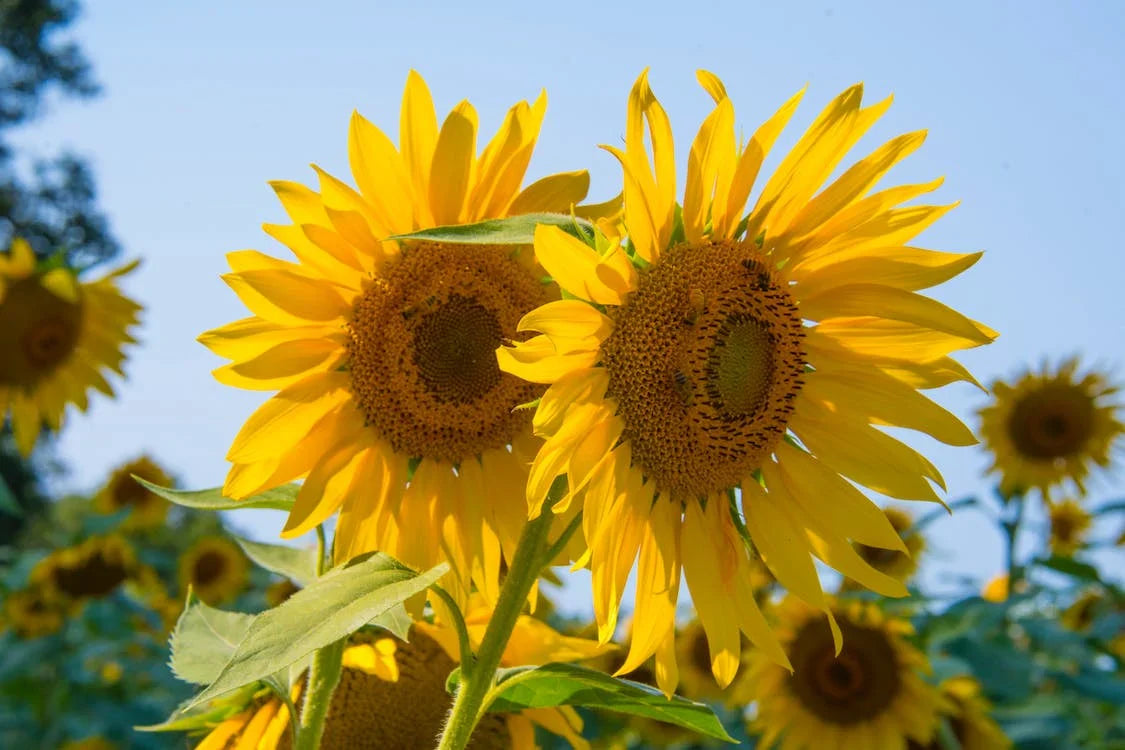 sunflower