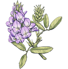 Alfalfa