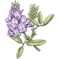 Alfalfa