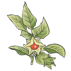 Ashwagandha