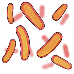 Bacillus coagulans BC99 Probiotics