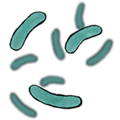 Bifidobacterium infantis