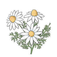 Chamomile