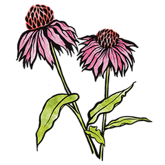 Echinacea