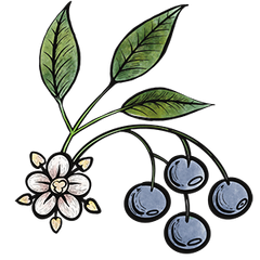 Elderberry