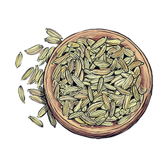 Fennel