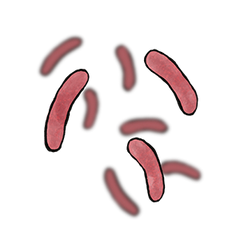 L. fermentum CECT5716