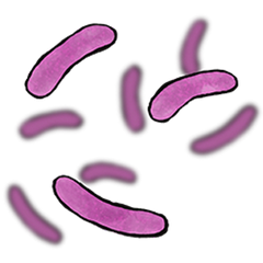 Probiotics