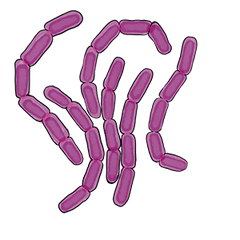 L. rhamnosus (GR-1®) and L. reuteri (RC-14®)