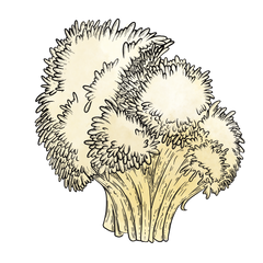 Lion’s Mane Extract
