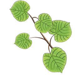 Reducose® Mulberry Leaf Extract