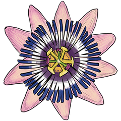 Passionflower