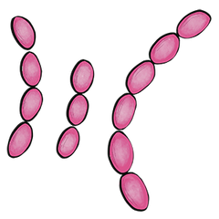 Postbiotics