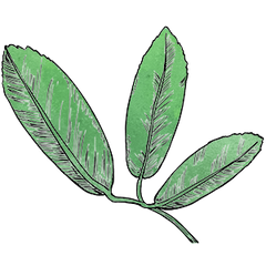 Green Tea Caffeine