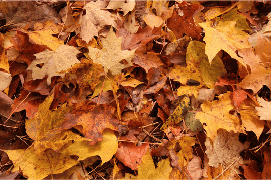 fall leaves