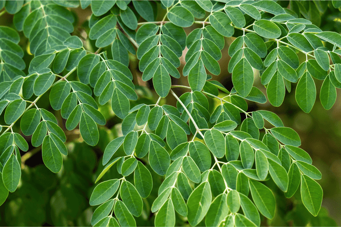 Moringa Plant