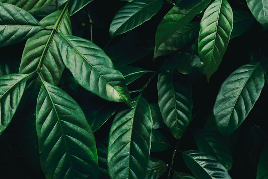 leaves - torbugan