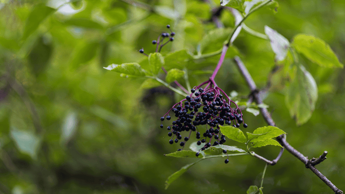 4 Benefits of Elderberry Supplements for Babies and Kids - Legendairy Milk