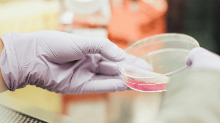 gloved hand holding a petri dish with pink liquid 