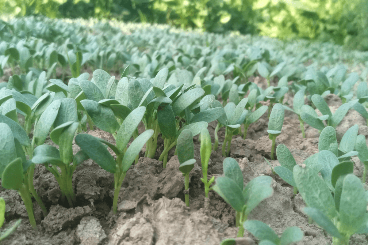 Why Legendairy Milk is Fenugreek-Free - Legendairy Milk