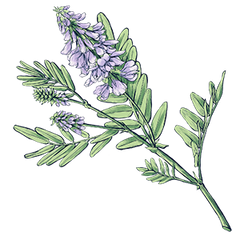 Goat’s Rue