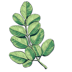 Moringa