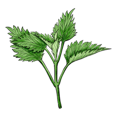 Nettle
