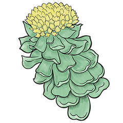 Rholiolife® Rhodiola