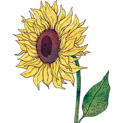 Sunflower Lecithin